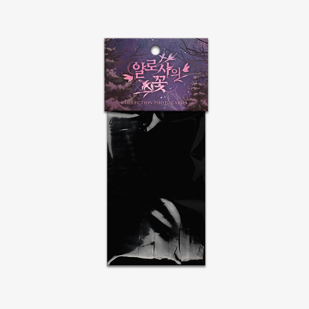 The Search For Alosha : Collection Photo cards