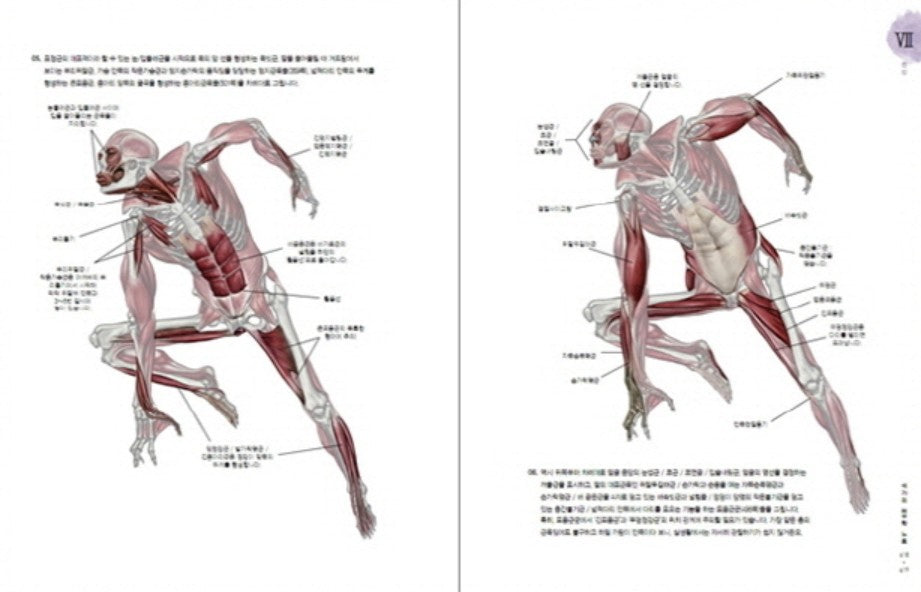 Stonehouse's Anatomy Note by Seok Jung Hyun Korea Drawing Guidebook