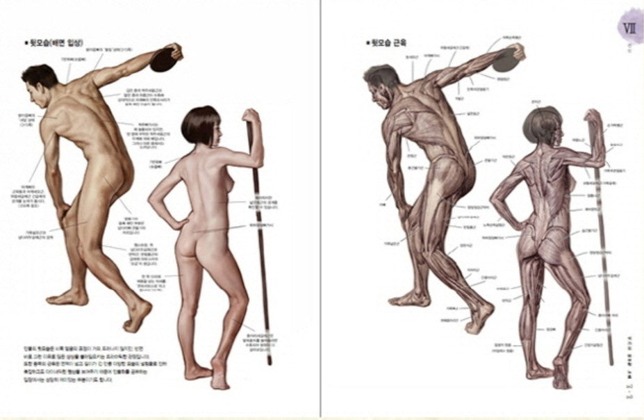 Stonehouse's Anatomy Note by Seok Jung Hyun Korea Drawing Guidebook